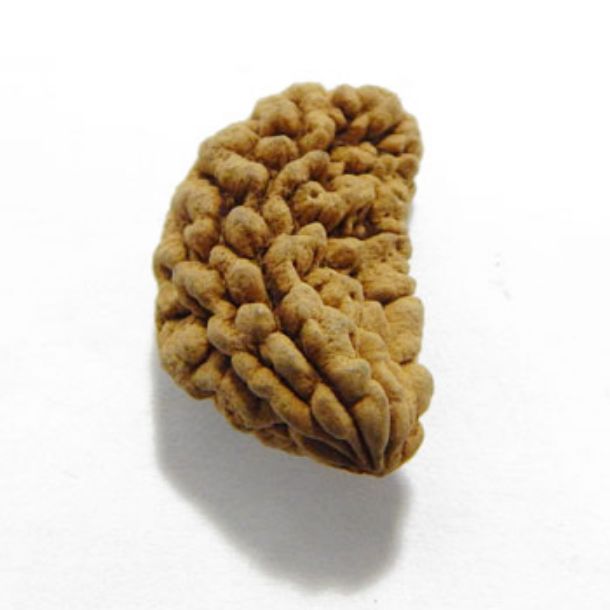 1 Face Rudraksha