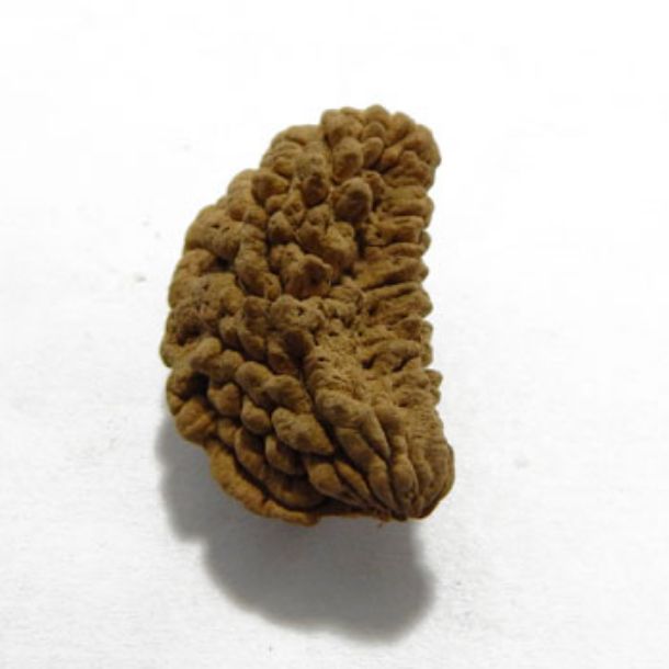 1 Face Rudraksha