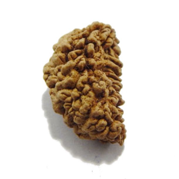 One Face Rudraksha