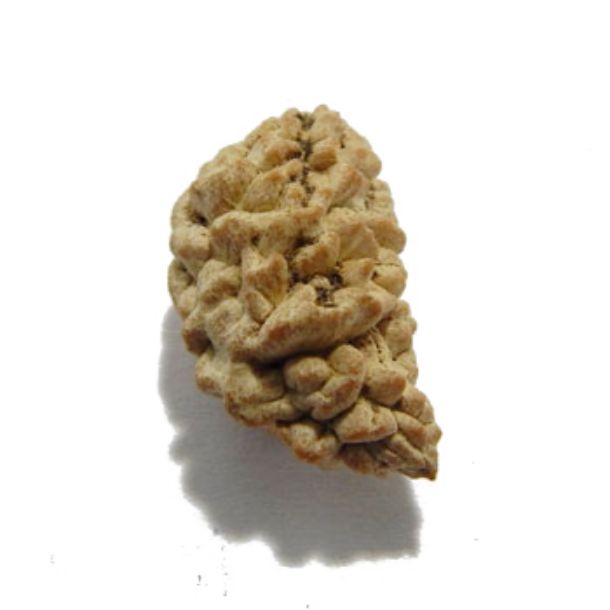 One Face Rudraksha