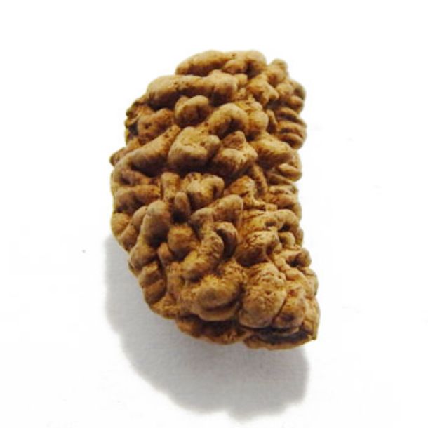 One Face Rudraksha