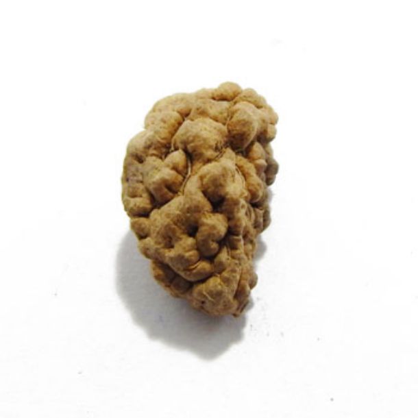 One Face Rudraksha