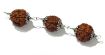 Four Face (Mukhi) Rudraksha Bracelet