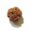 Three Face Rudraksha
