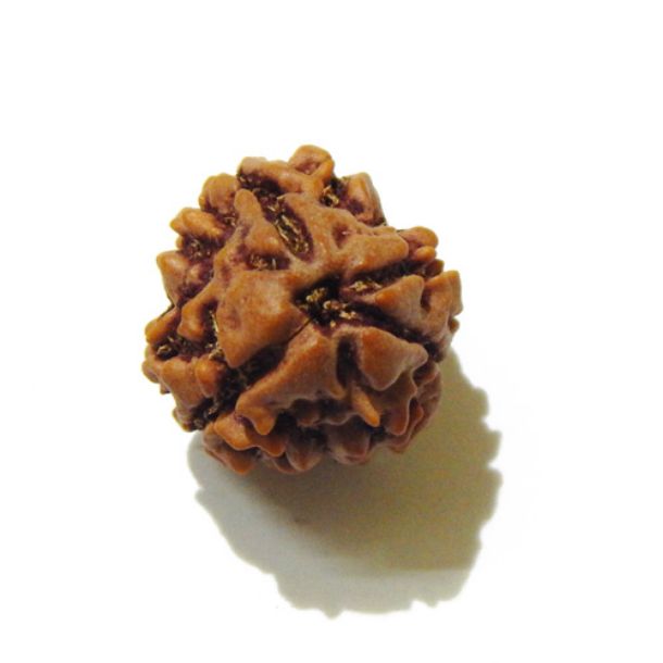 Three Face Rudraksha
