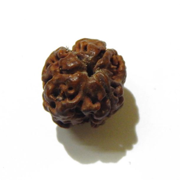 Three Face Rudraksha