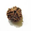 Three Face Rudraksha