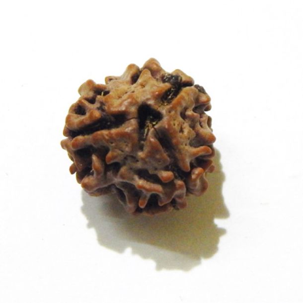 Three Face Rudraksha