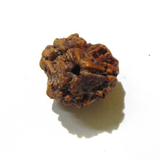 Three Face Rudraksha