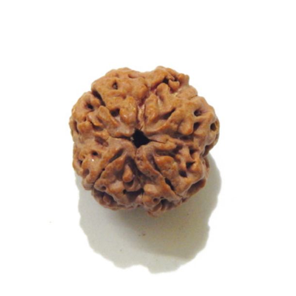Picture of Four Mukhi (Face) Nepali Rudraksha