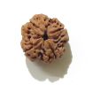Four Face Rudraksha 