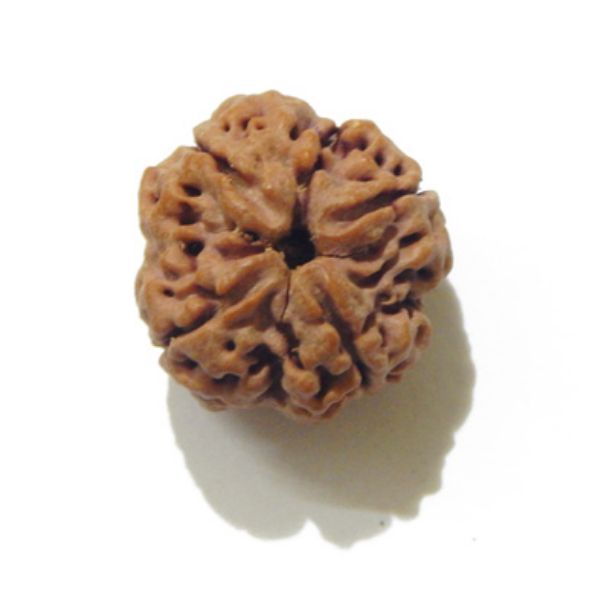 Four Face Rudraksha 