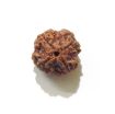 Four Face Rudraksha