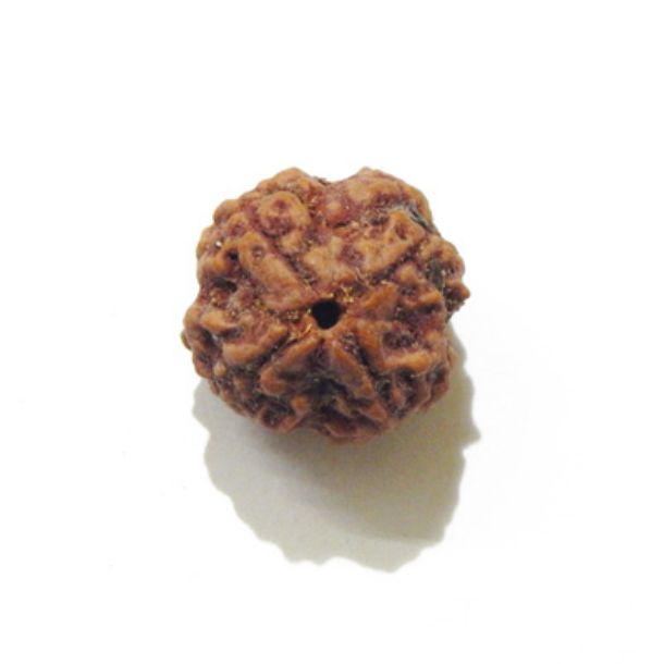 Four Face Rudraksha