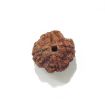 Four Face Rudraksha