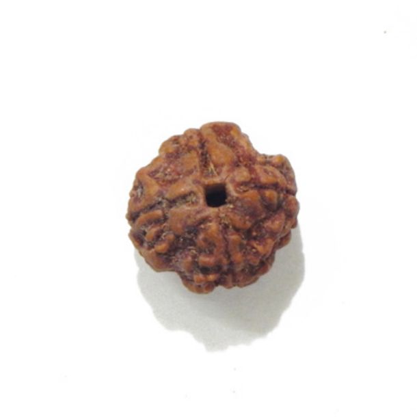 Four Face Rudraksha