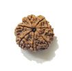 Six Face Rudraksha