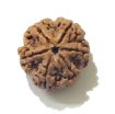 Six Face Rudraksha