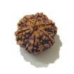 Six Face Rudraksha