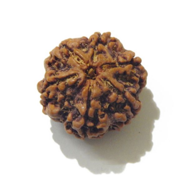 Six Face Rudraksha