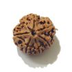 Six Face Rudraksha
