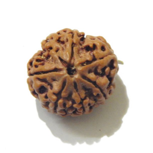 Six Face Rudraksha