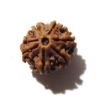 Seven Face Rudraksha 