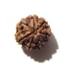 Seven Face Rudraksha 