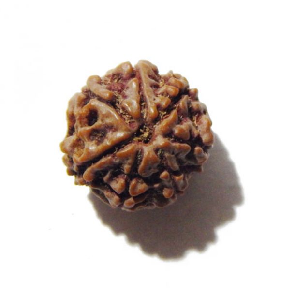 Seven Face Rudraksha 