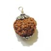 Seven Face Rudraksha with double loop