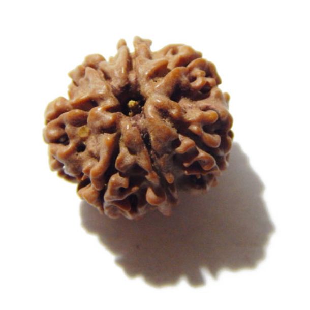 Seven Face Rudraksha 
