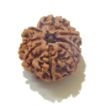 Eight Face Nepali Rudraksha
