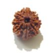 Eight Face Nepali Rudraksha 
